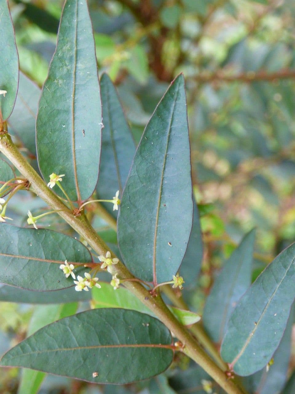 Phyllanthus 10