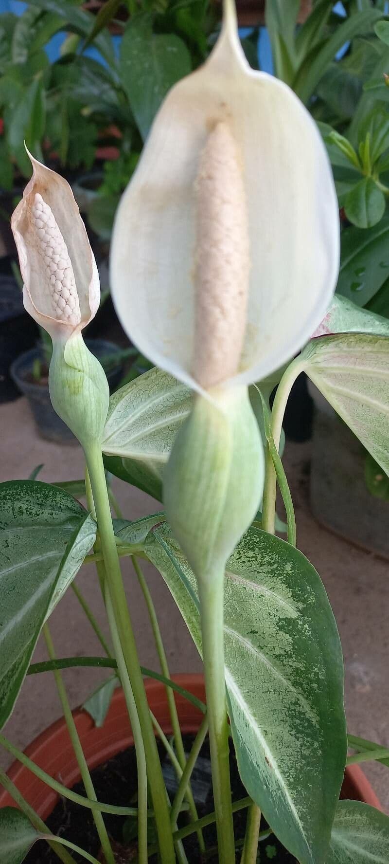 Xanthosoma 4