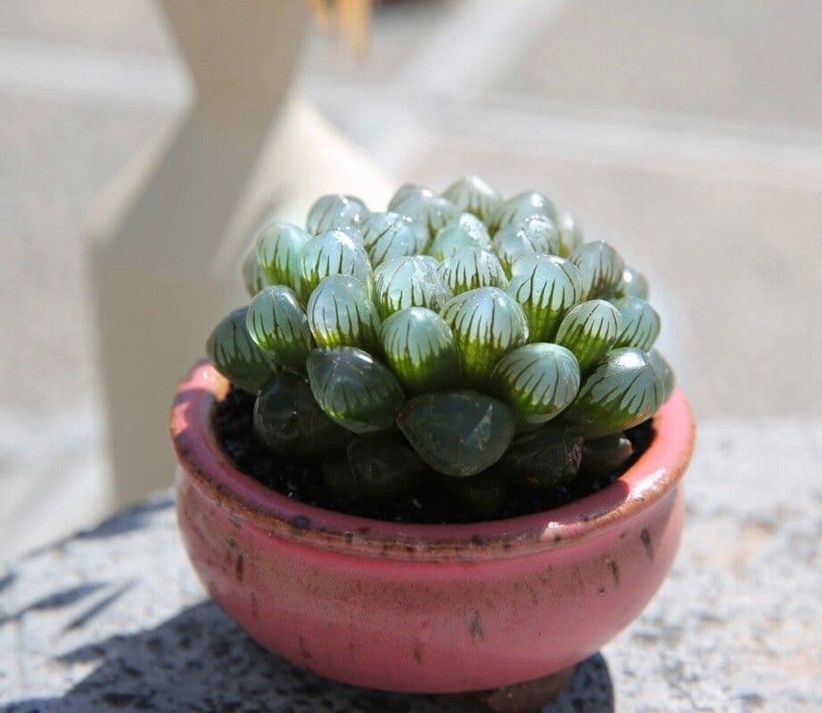 Hawortia Coopera 15
