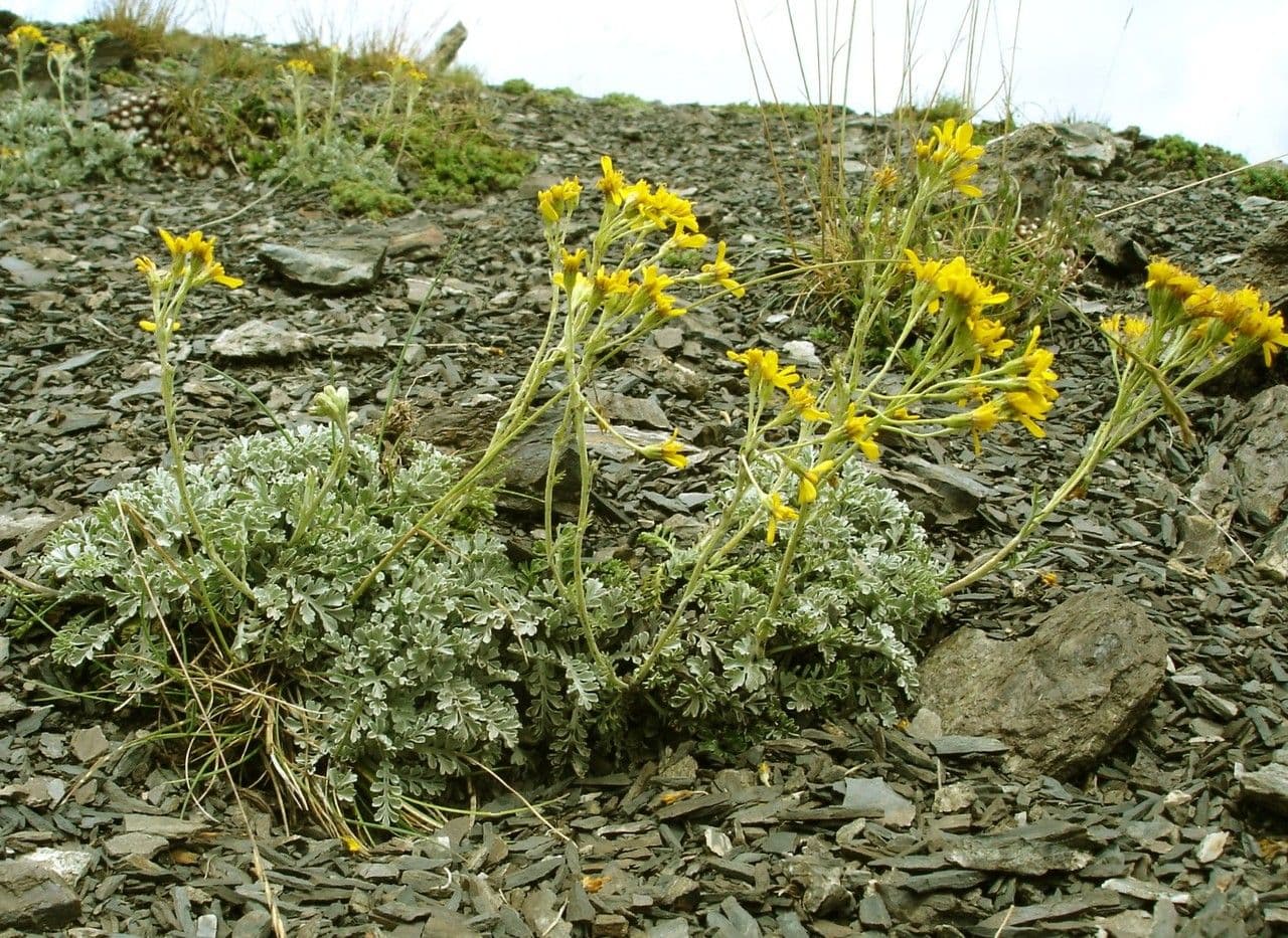 Senecio grigio 9