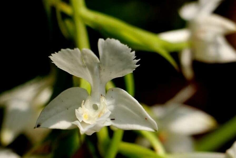 Habenaria