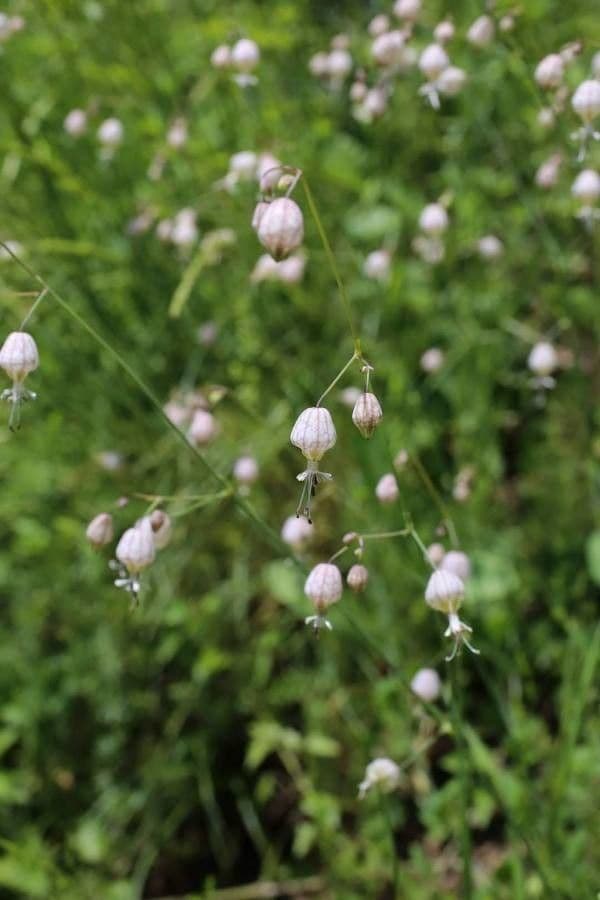 Silene