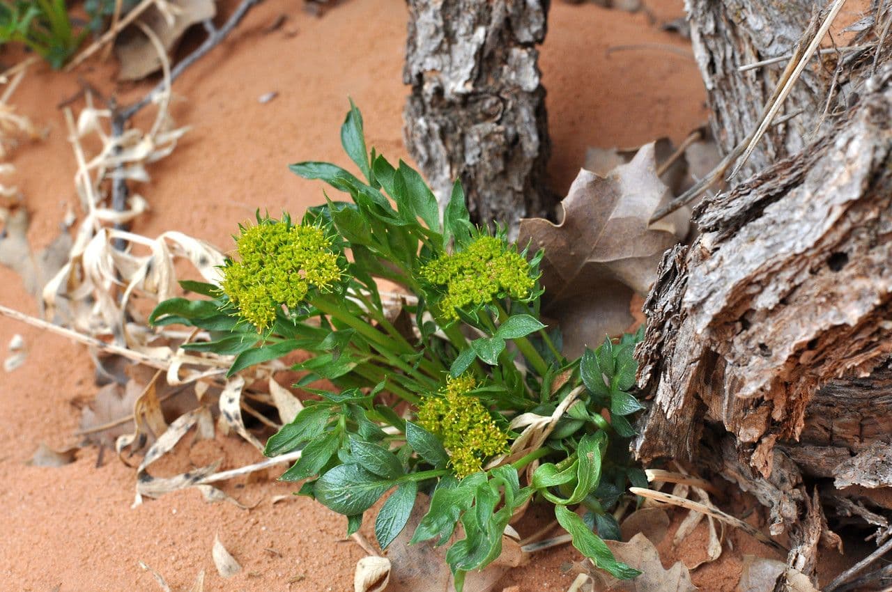Lomatium 7