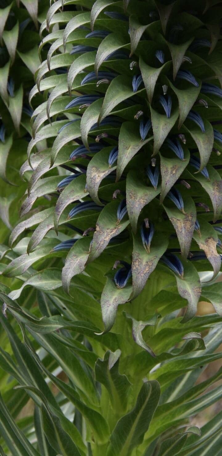 Lobelia 2
