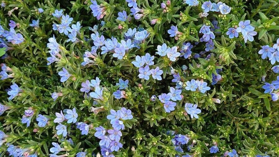 Erba perla arbustiva 28