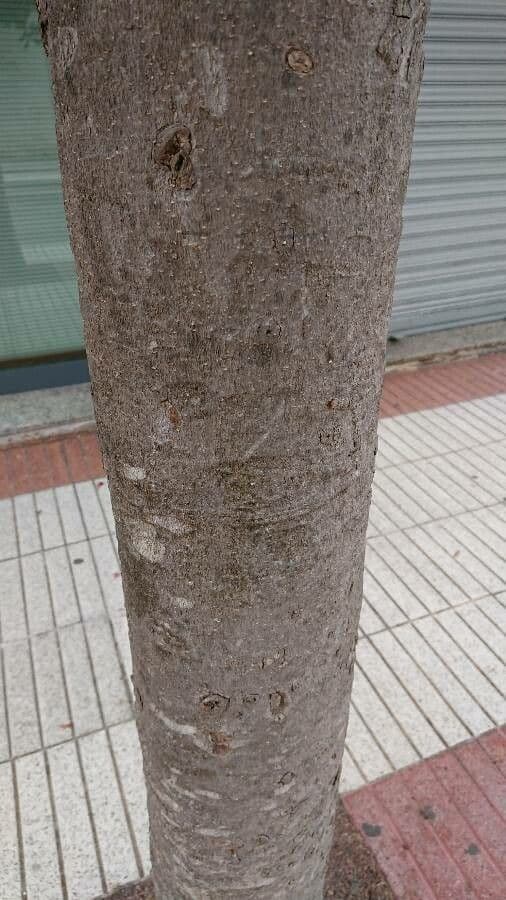 Magnolia grandiflora 25