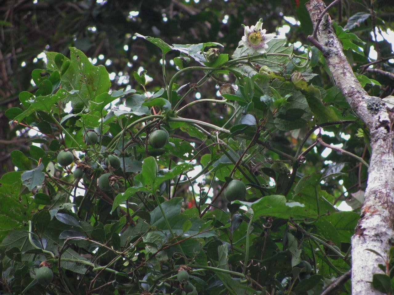 Passiflora 11