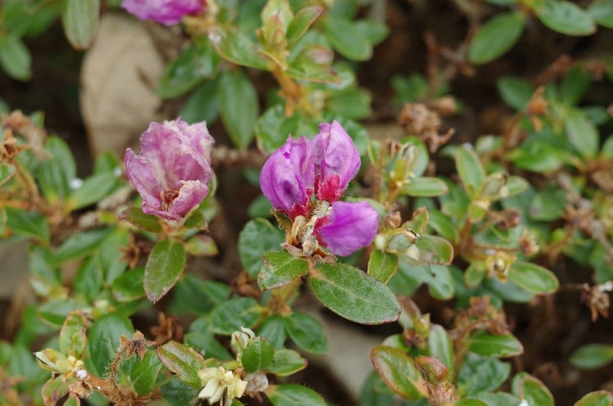 Rododendro del Salween 19