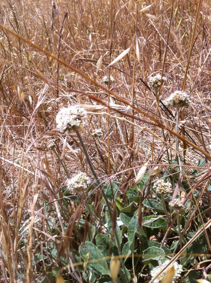 Eriogonum 10
