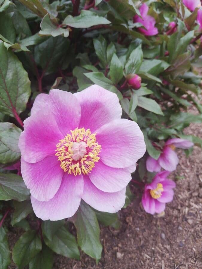 Peonia Corsa
