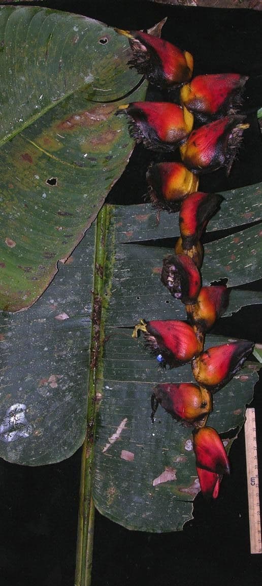 Helikonia brodata 18