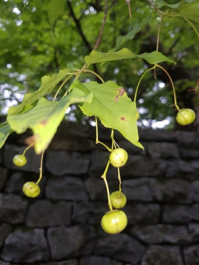 Euonymus oxyphyllus 3
