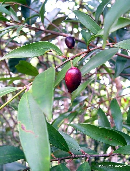 Garcinia