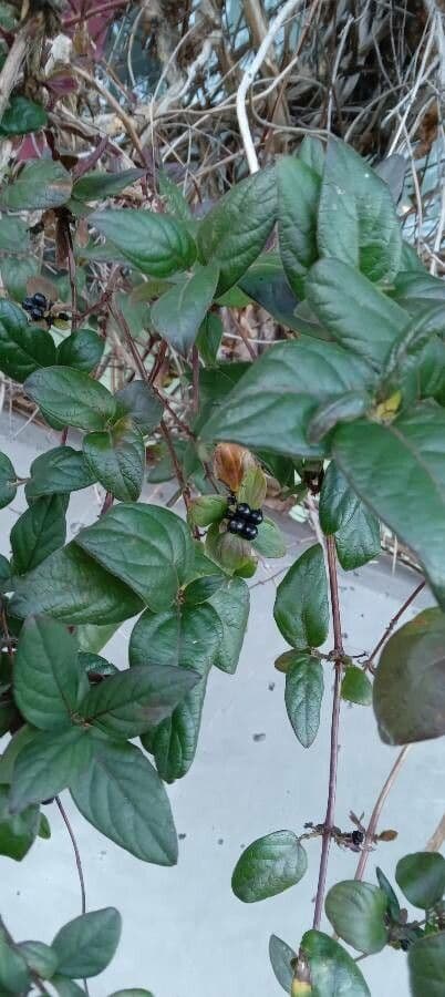Caprifoglio giapponese 11