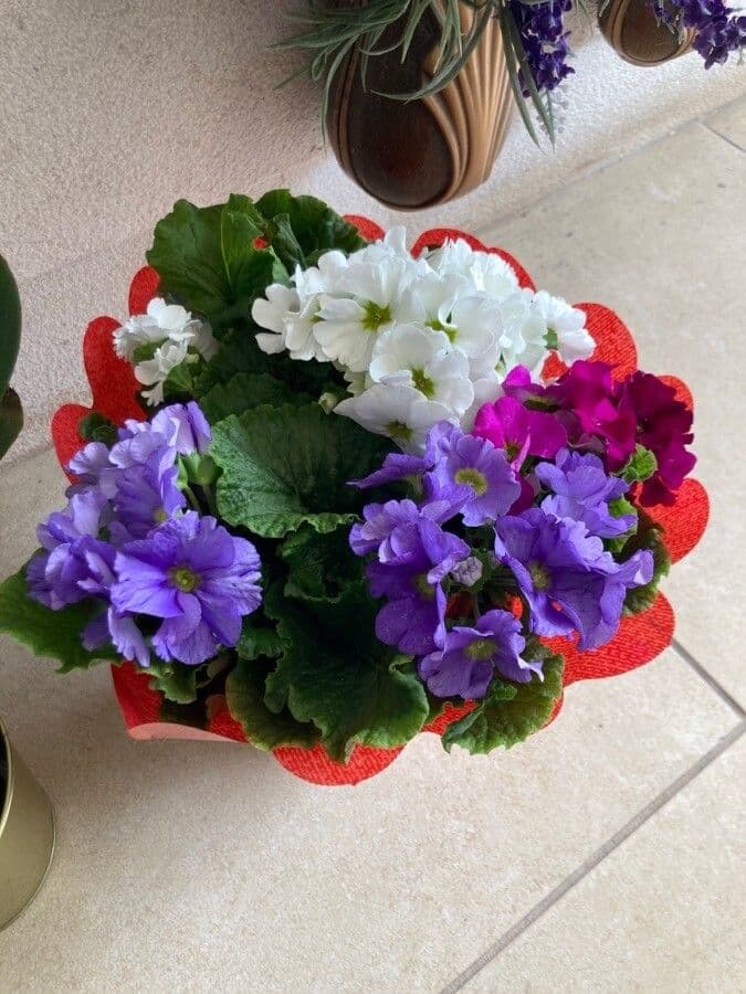 Primula hirsuta 19