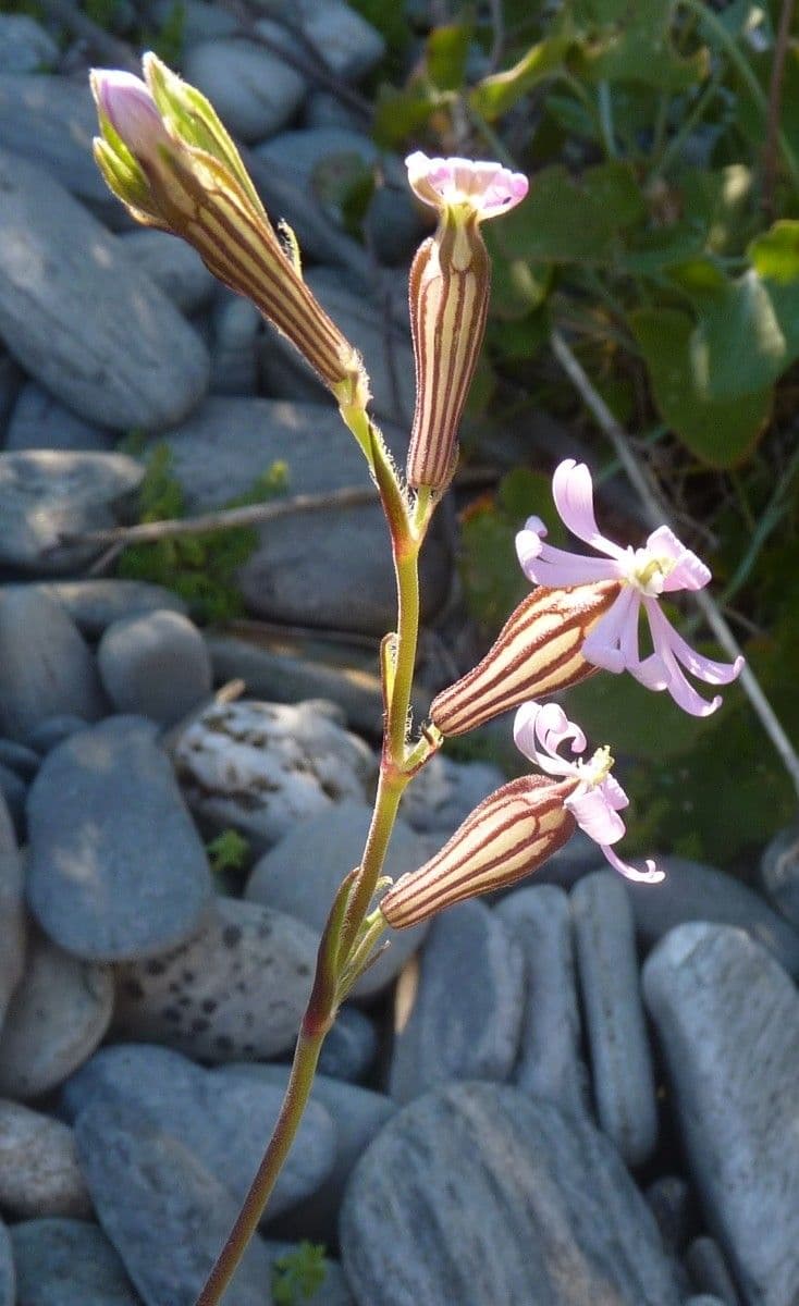 Silene secundiflora 6