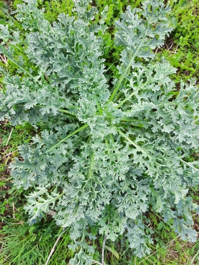 Senecio 10