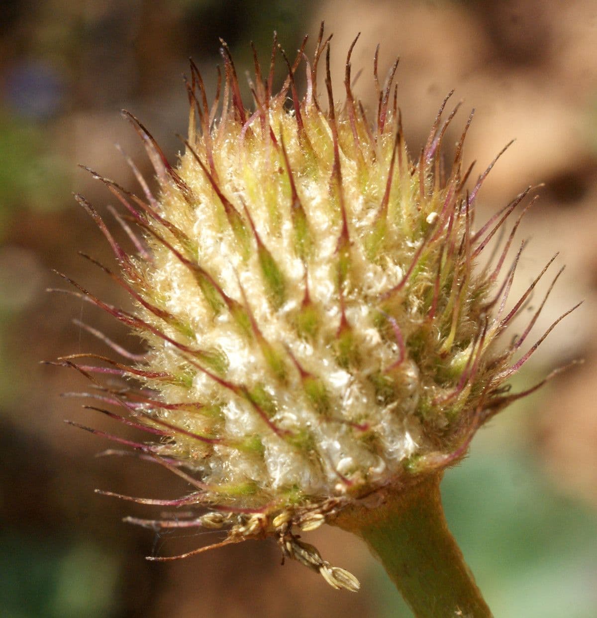Anemone palmata 3
