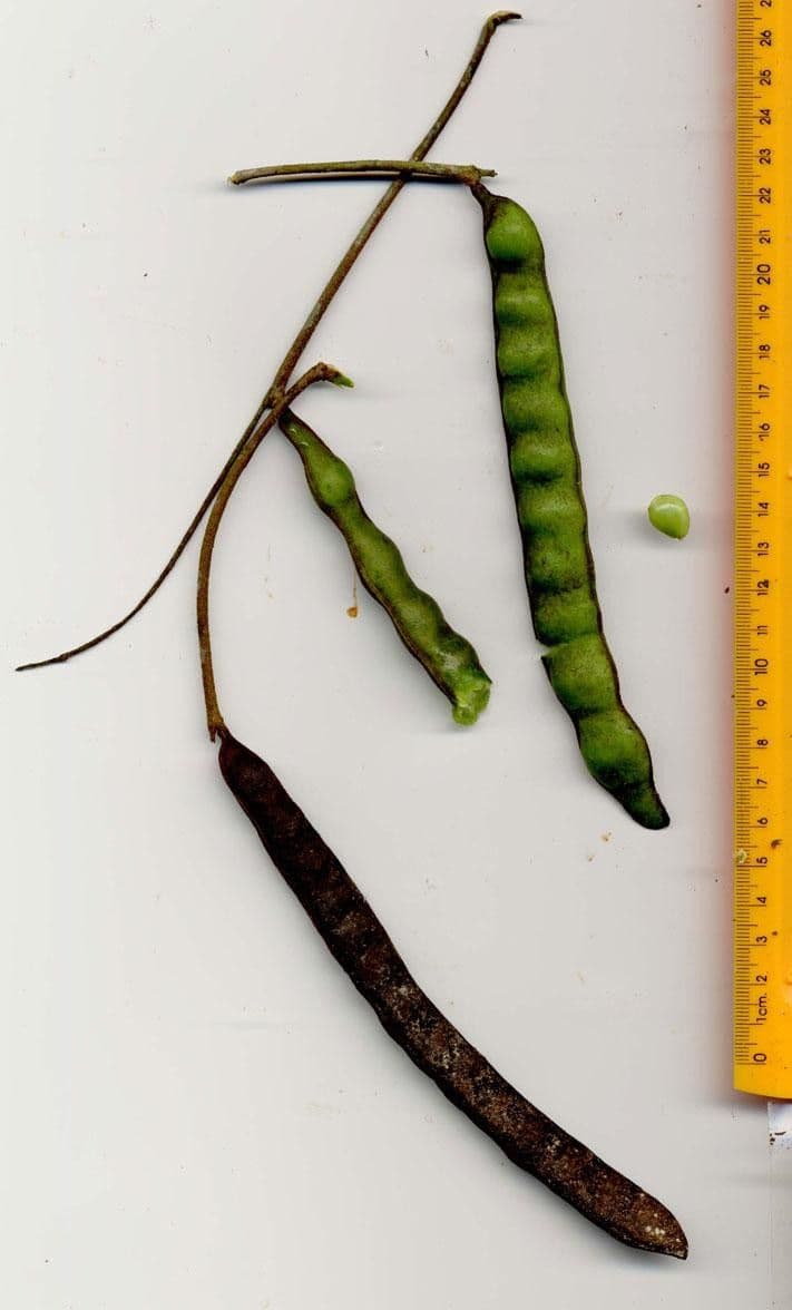 Stryphnodendron 21