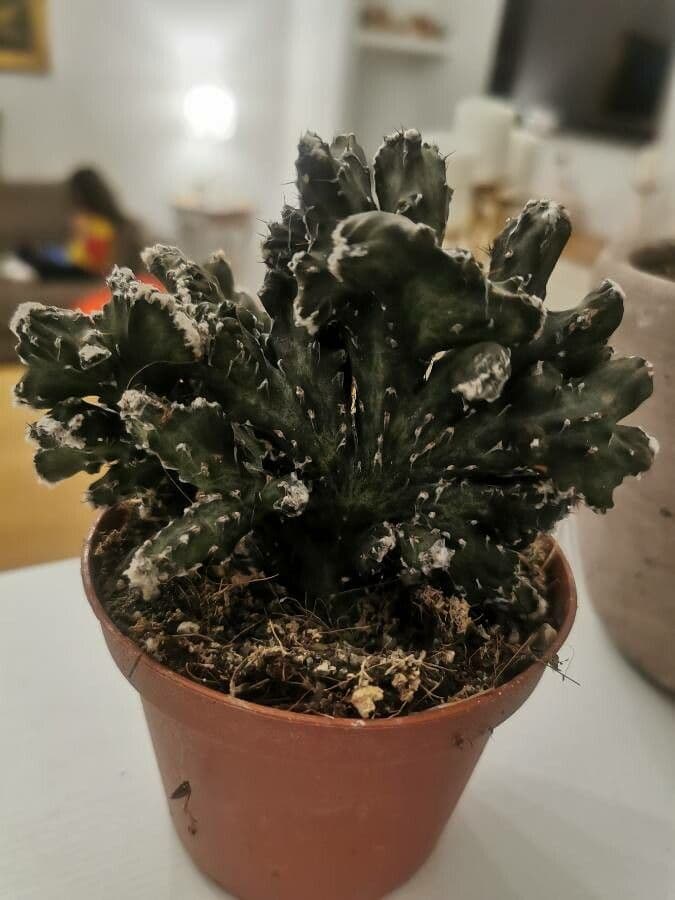 Cactus 7
