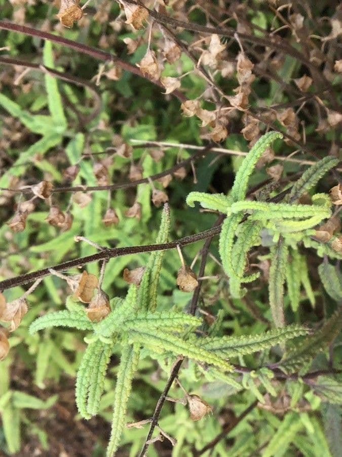 Teucrium 9