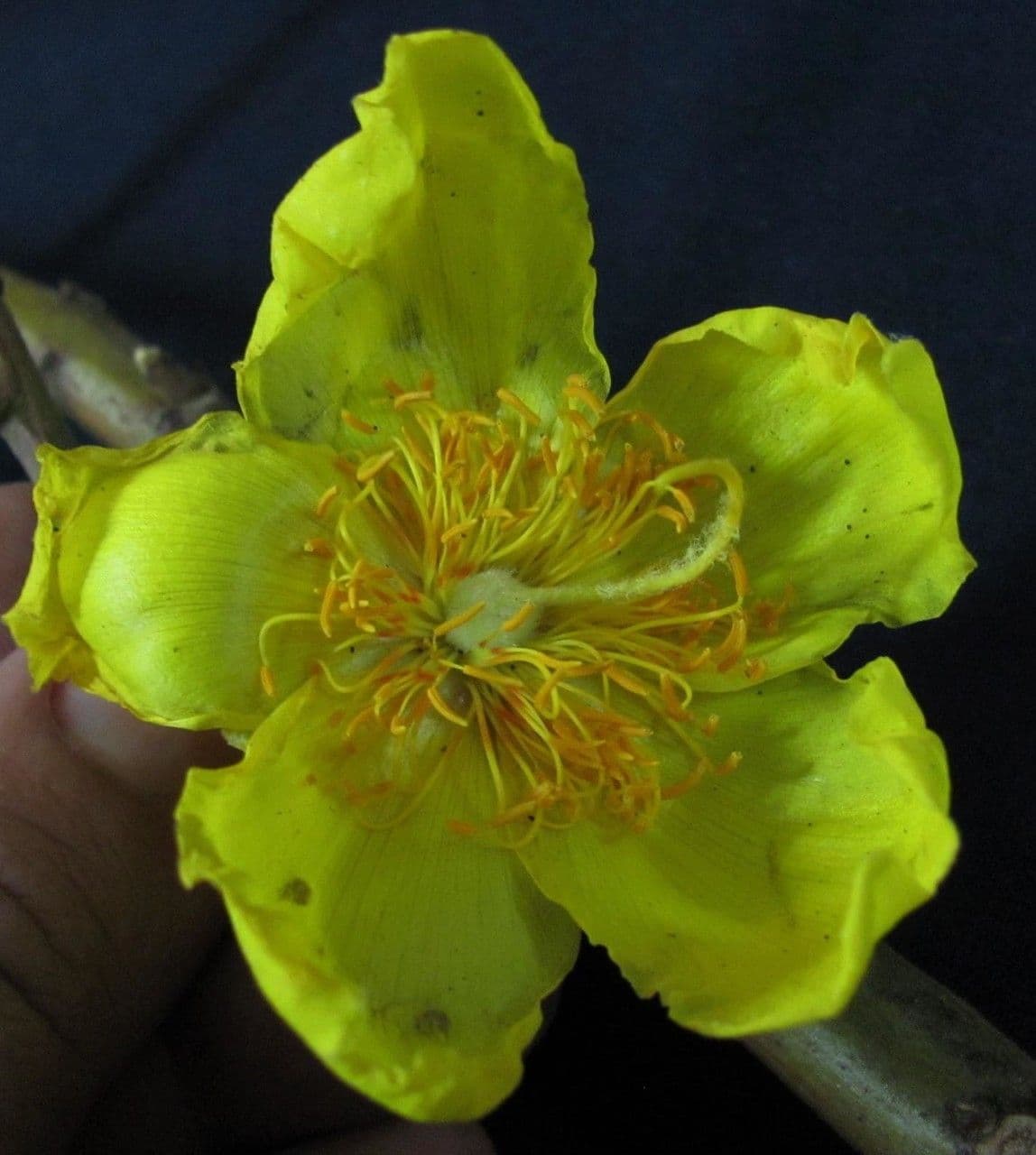 Rosa amarilla 27