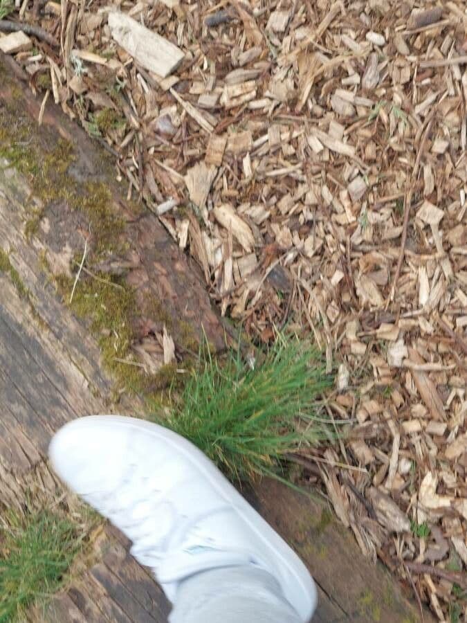 Festuca rossa 23