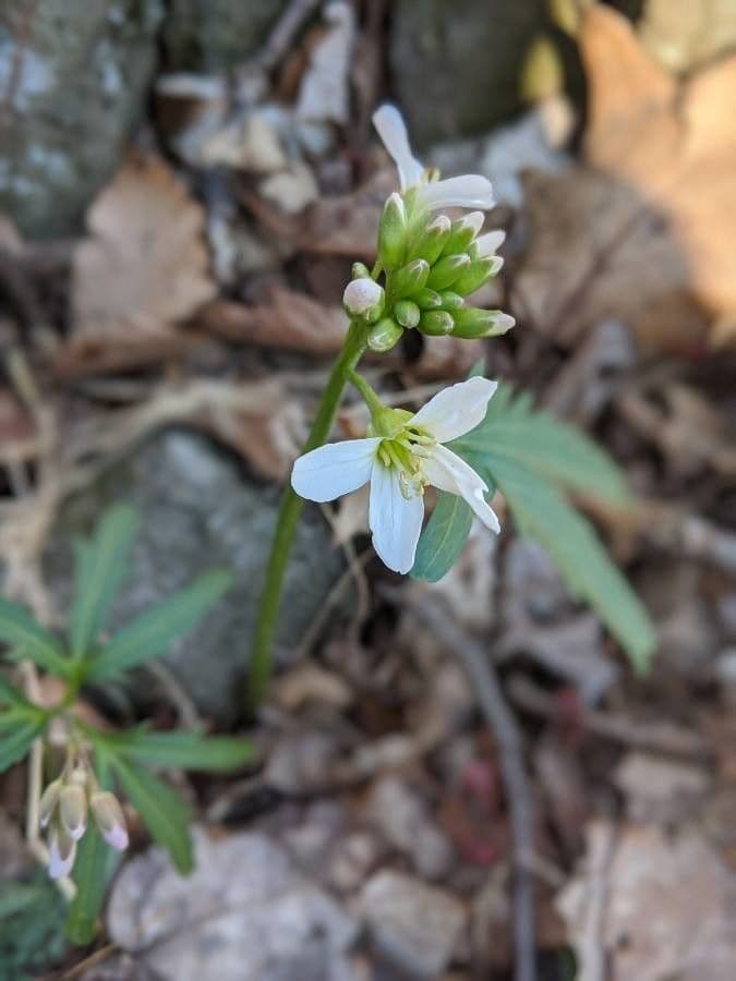 Dentaria concatenata 3