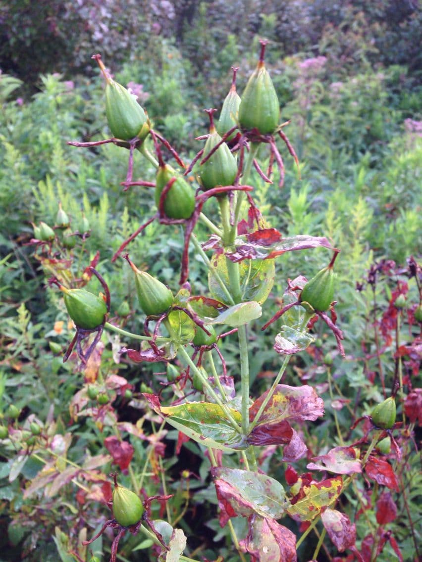 Millepertuis ascyron 2