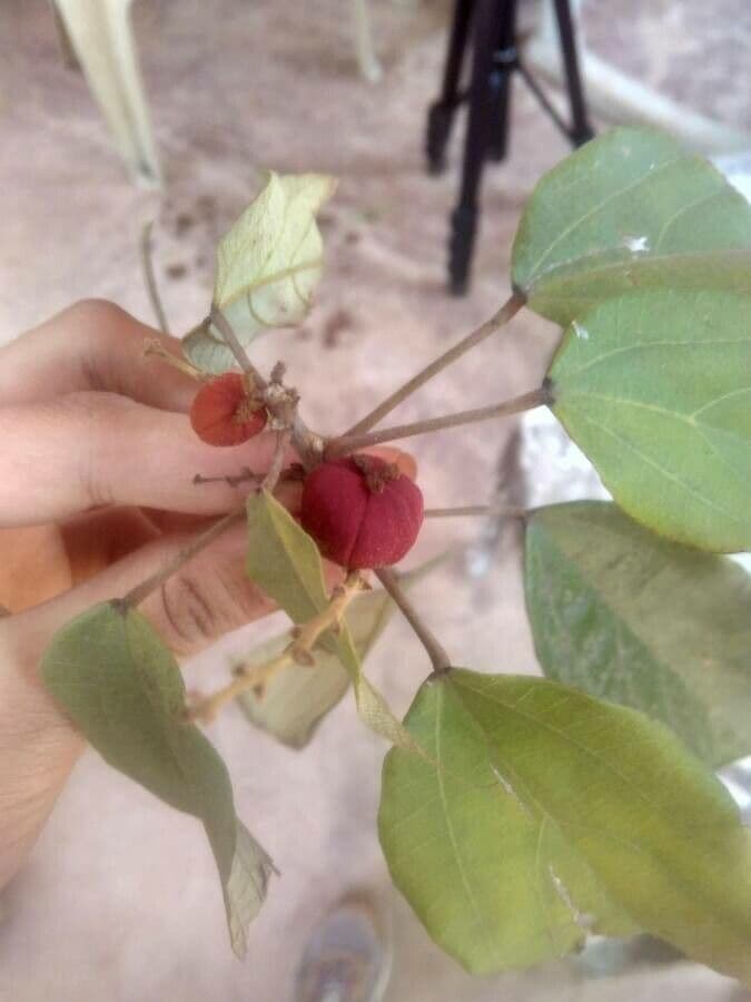 Mallotus philippensis