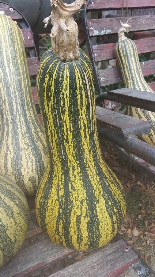 Zucca a semi argentati