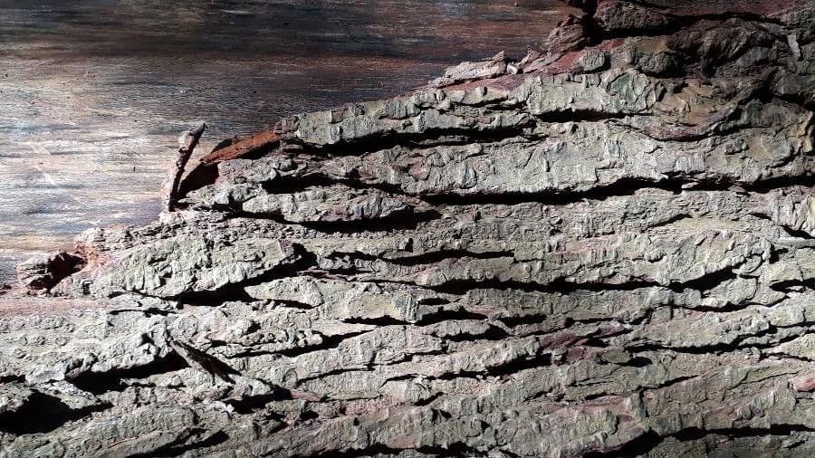 Northern white-cedar 26