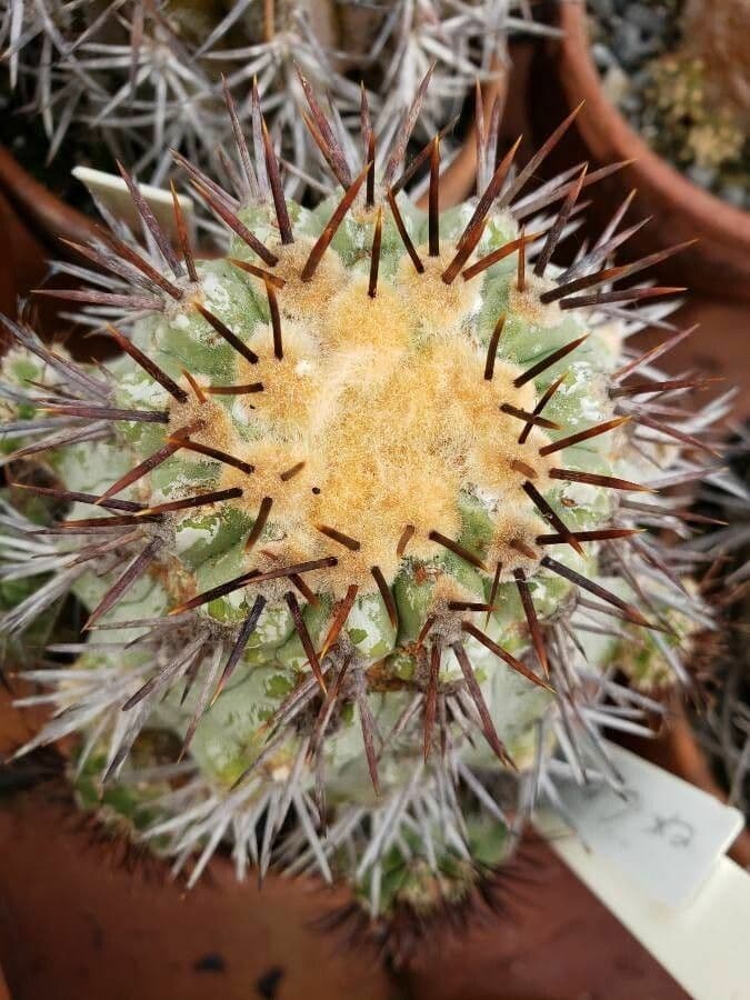 Copiapoa 2