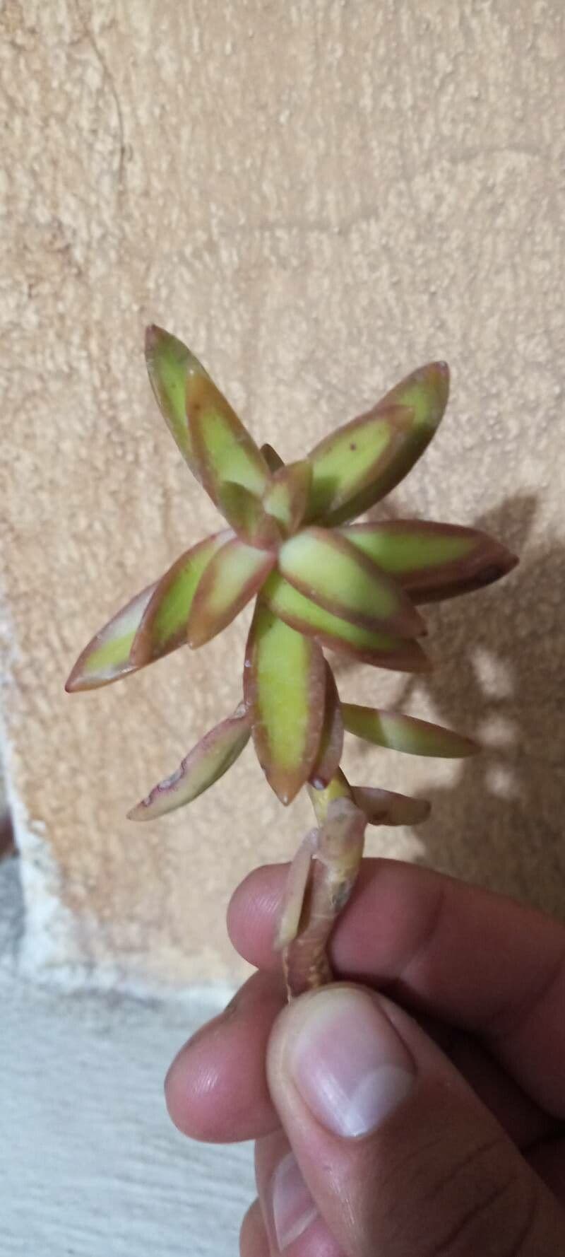 Crassula 21