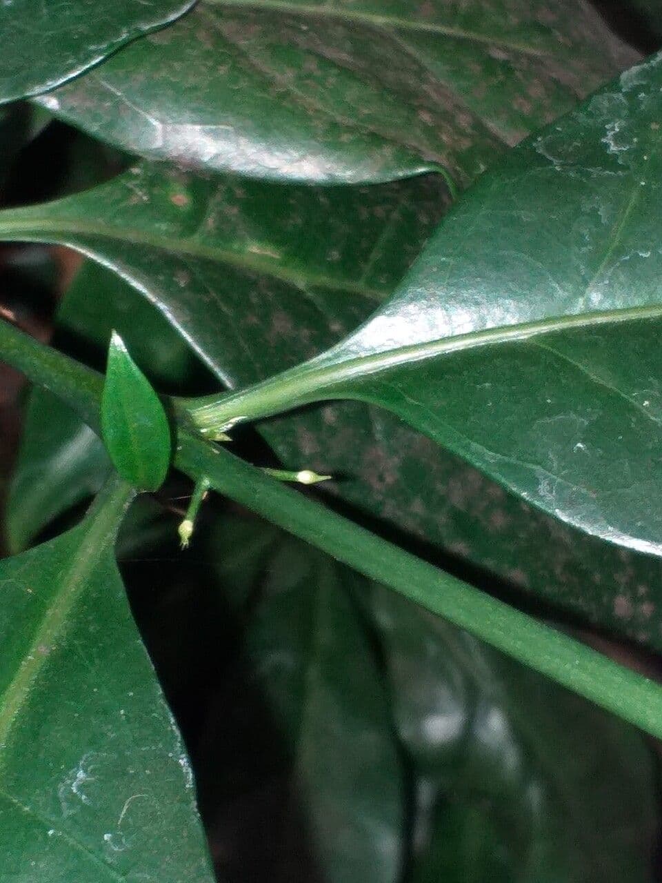 Didymosalpinx