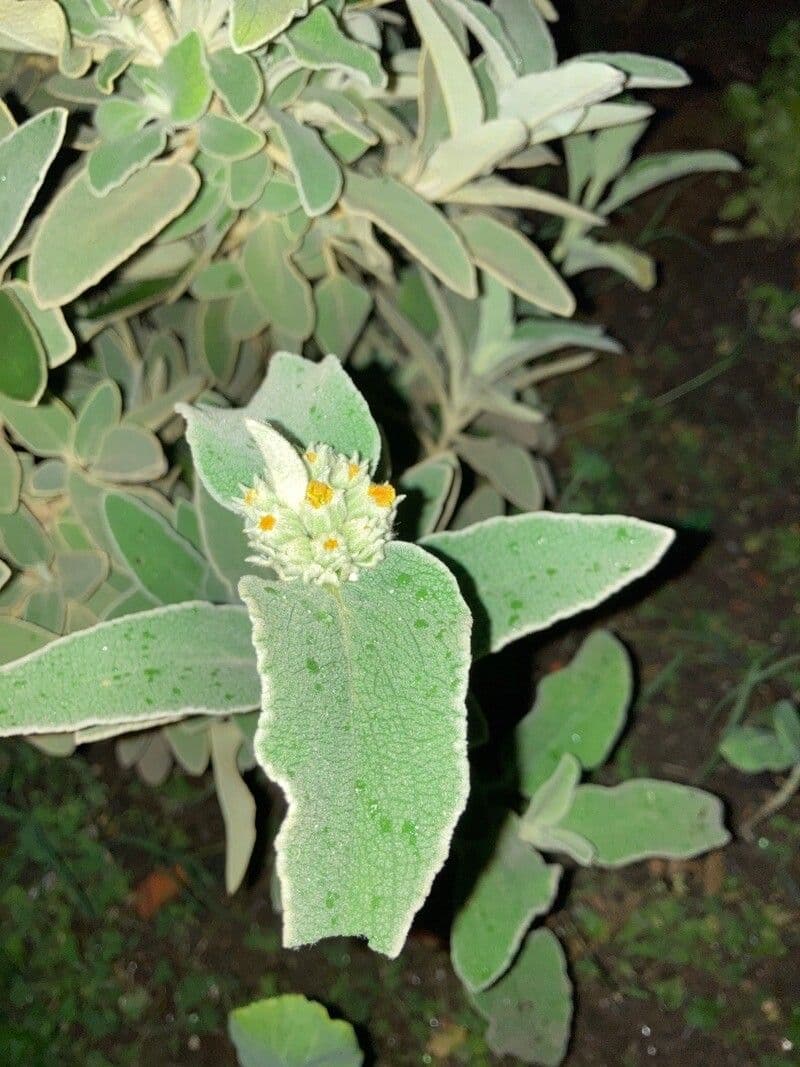 Phlomis 13
