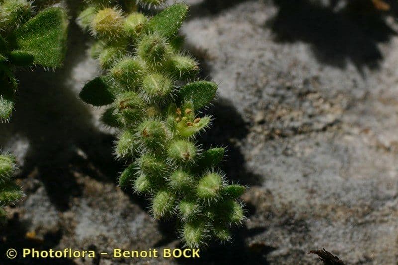 Herniaria
