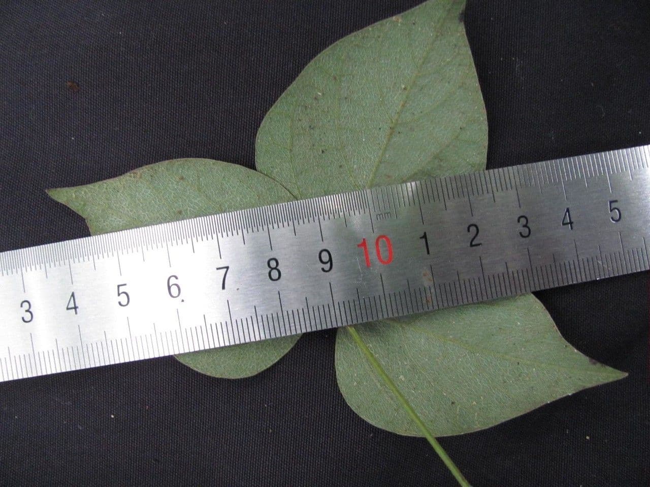 Desmodium di Wydler 3