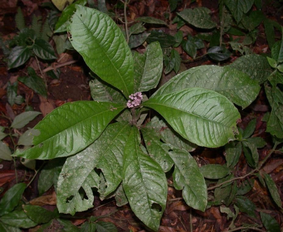 Ardisie 12