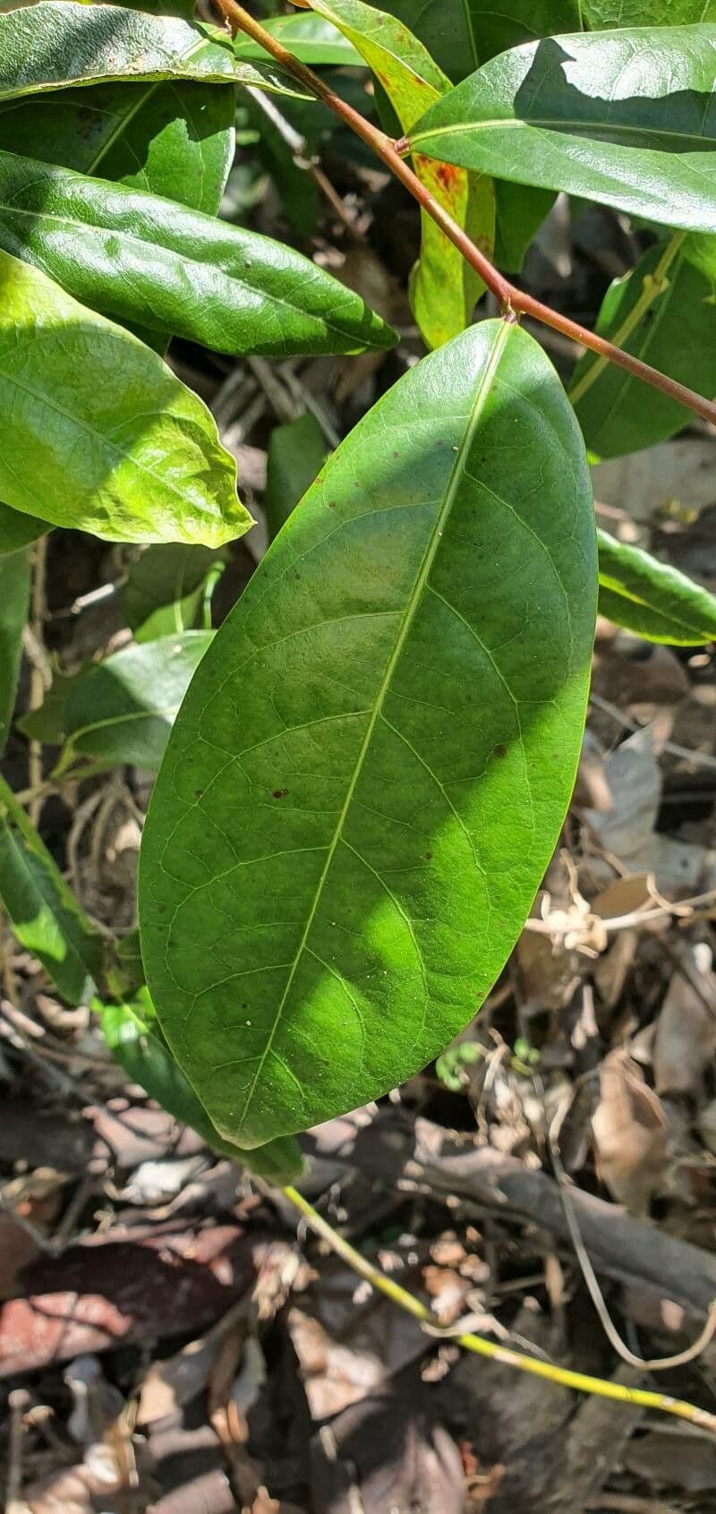 Parsonsia straminea 5