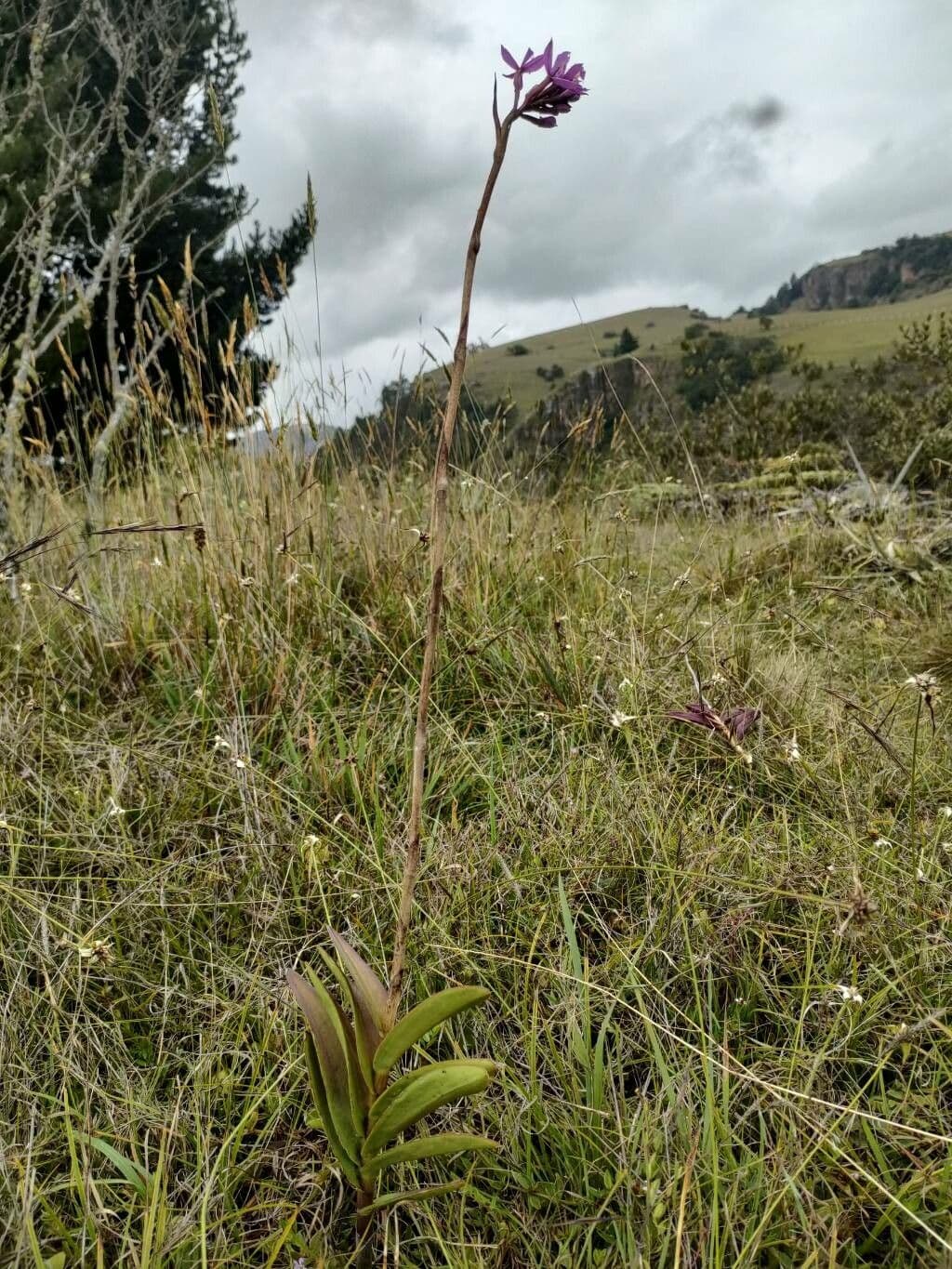 Epidendrum 5