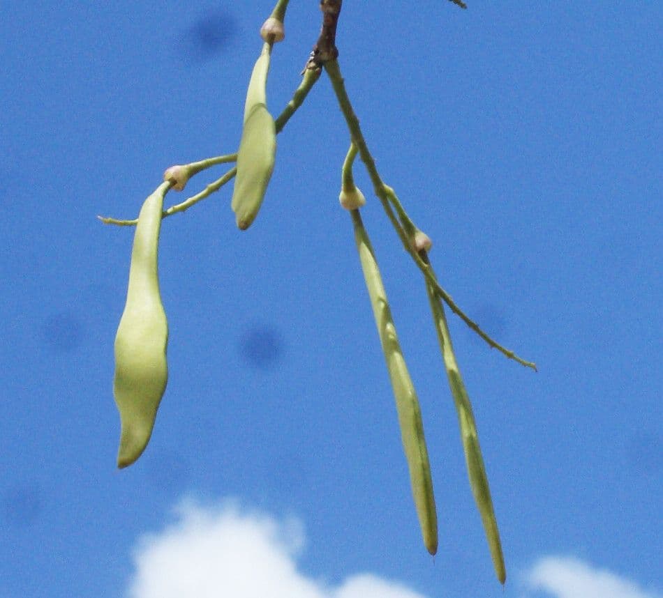 Lonchocarpus 3