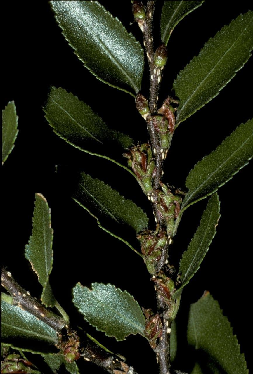 Coigüe 6