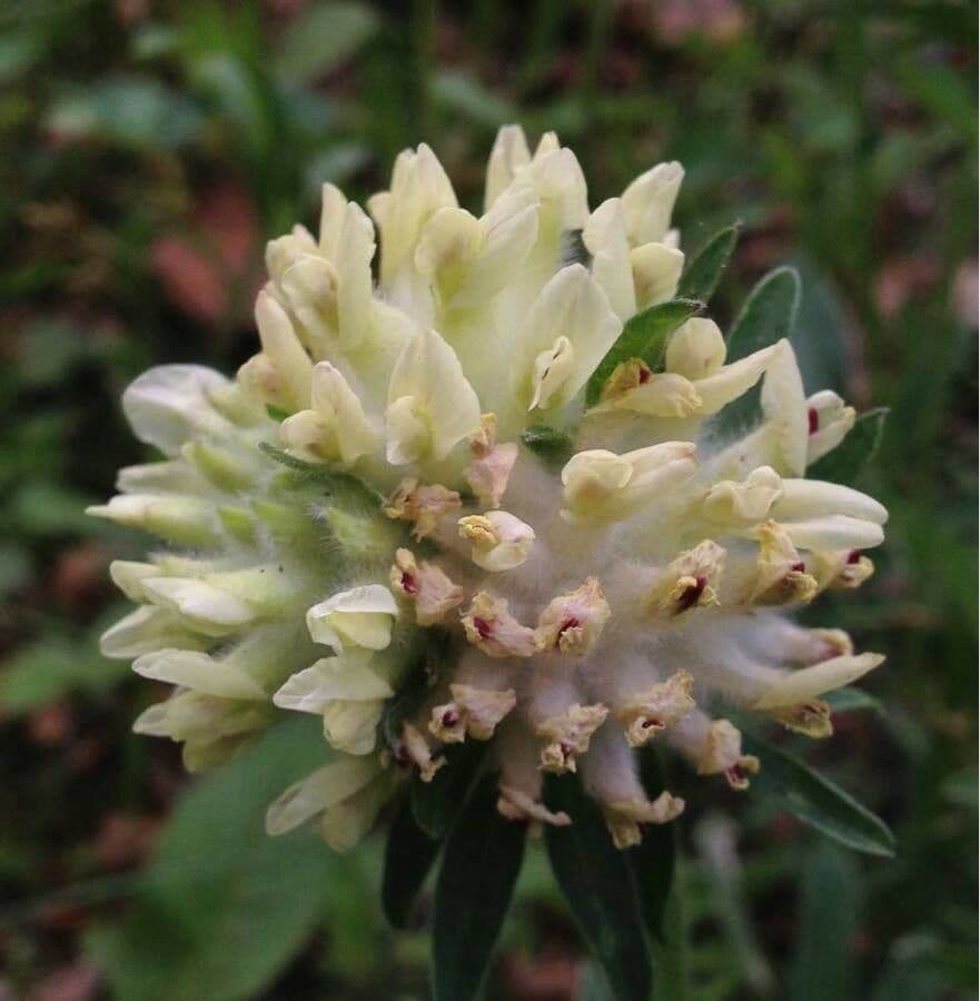 Vulneraria 8