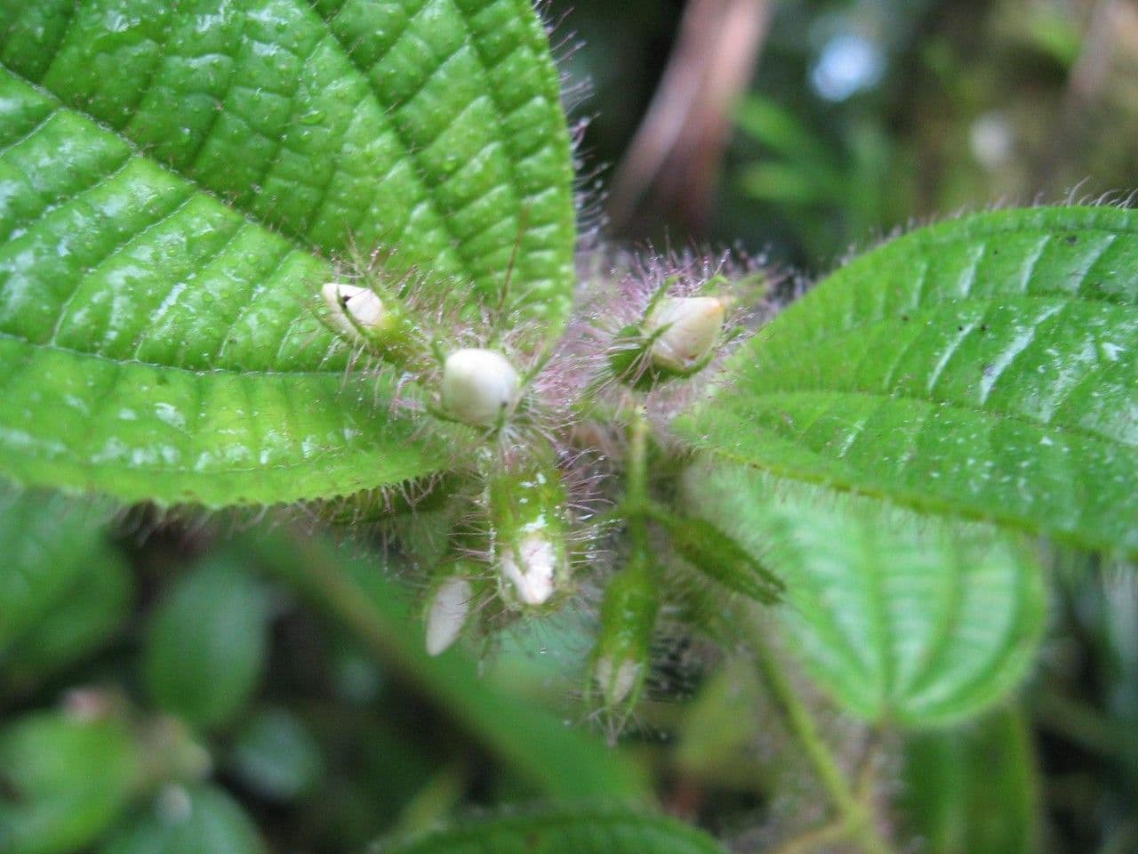 Borstige Clidemia 27