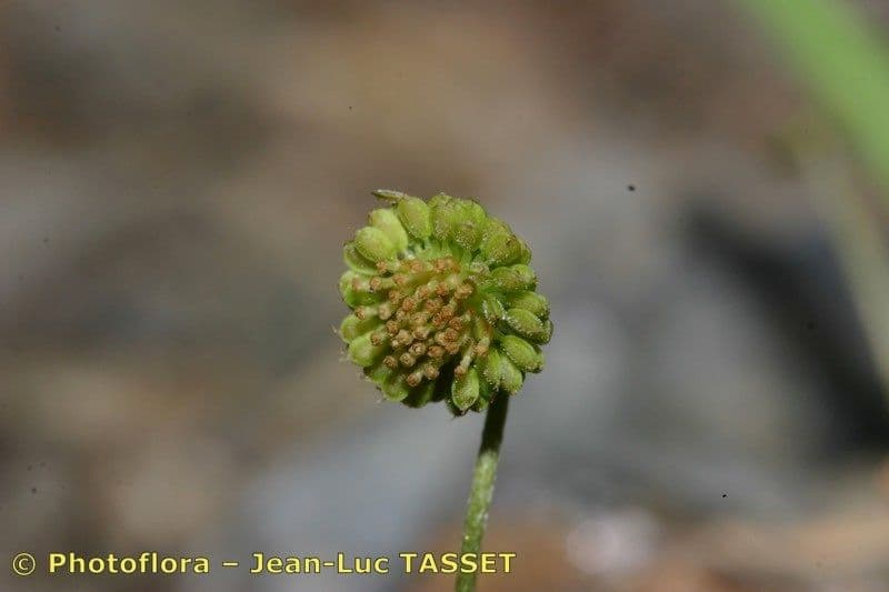 Cotula australis 4