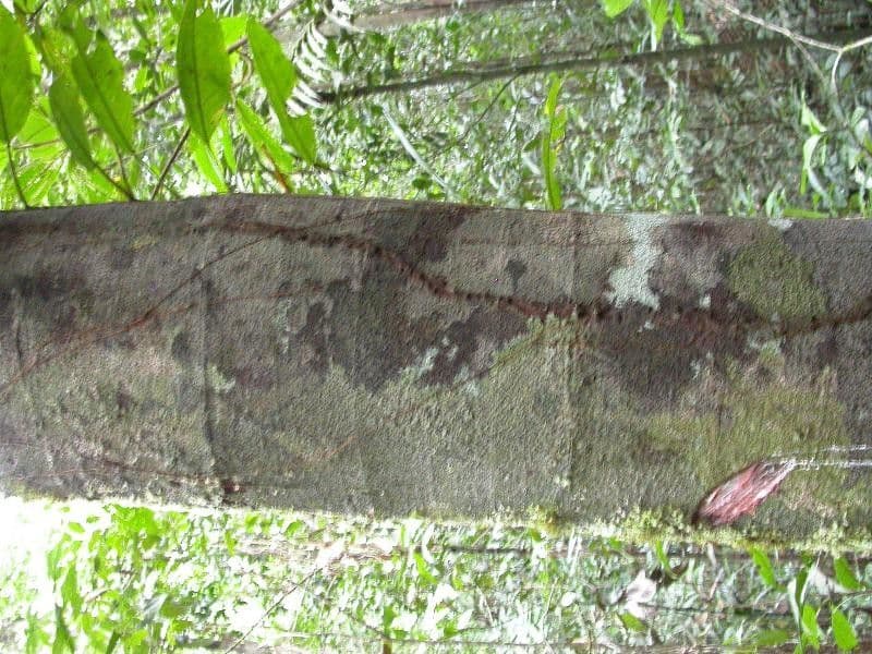 Couma guianensis 8