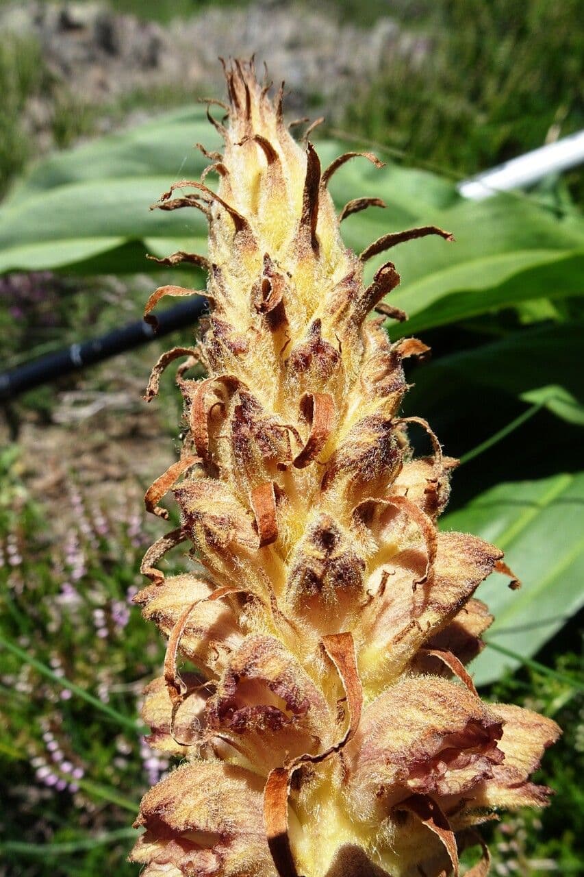 Orobanche del ginestrone 7
