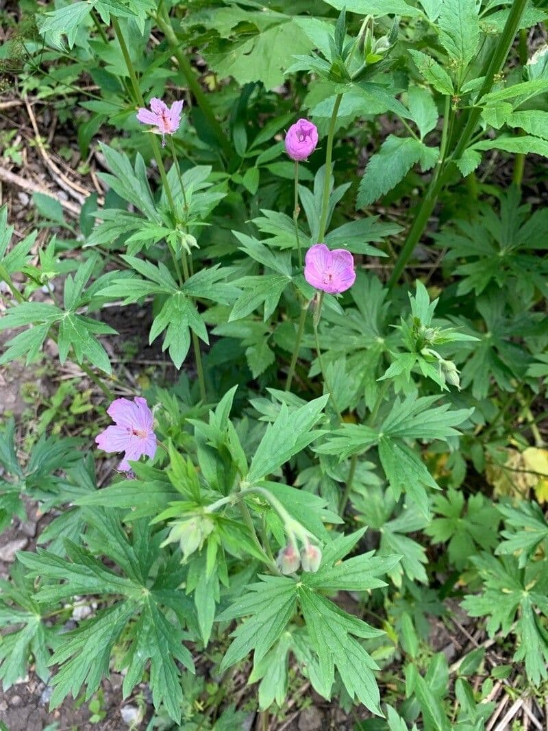 Géranium très visqueux 6