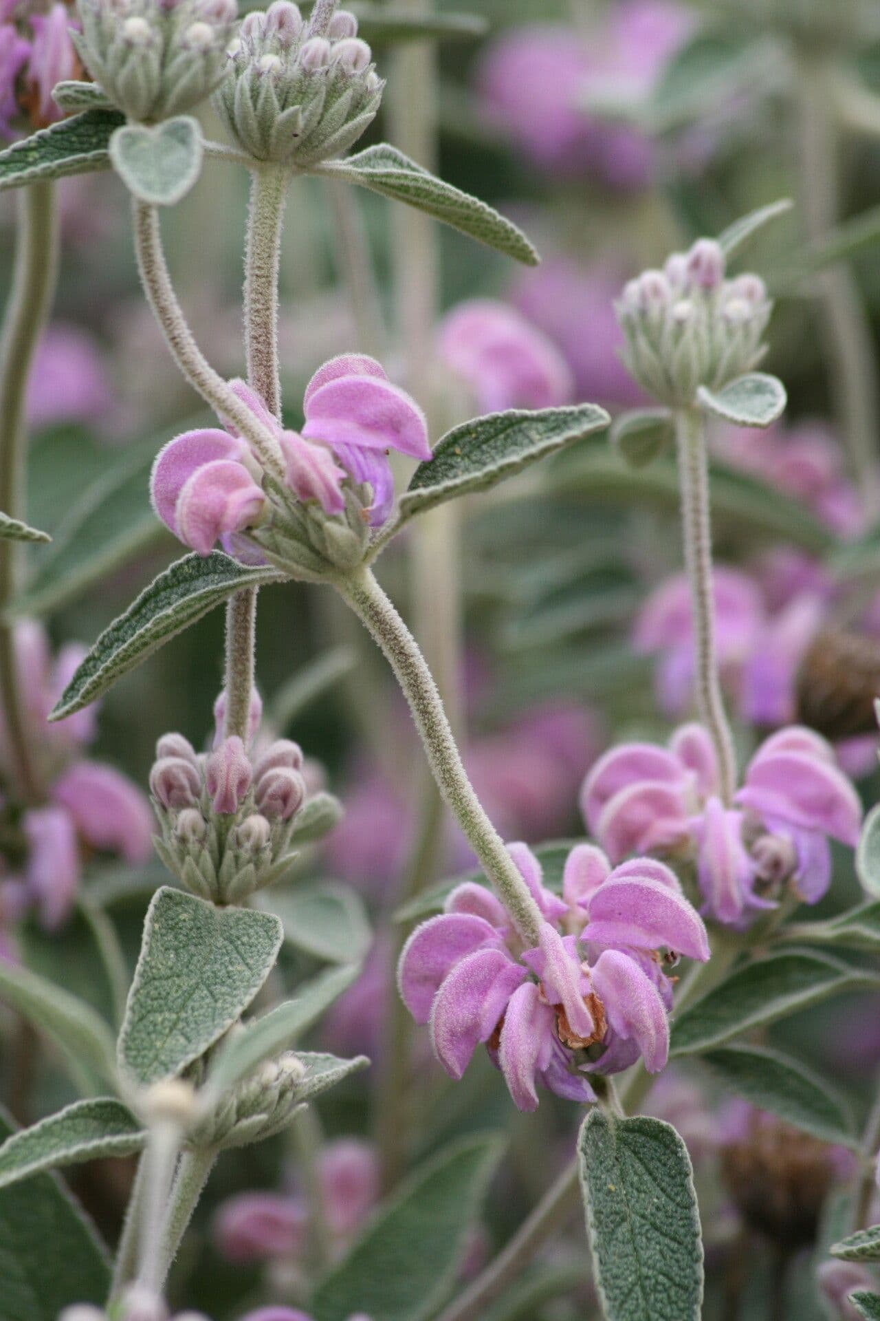 Phlomis 4